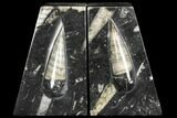 Polished Orthoceras Bookends - Morocco #108597-1